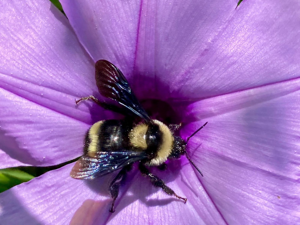 abejorro bombus sobre flor violeta gentileza SheeBee